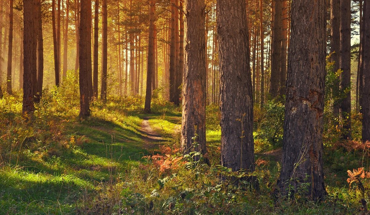 Identifying Common Woodland Birds by Their Song