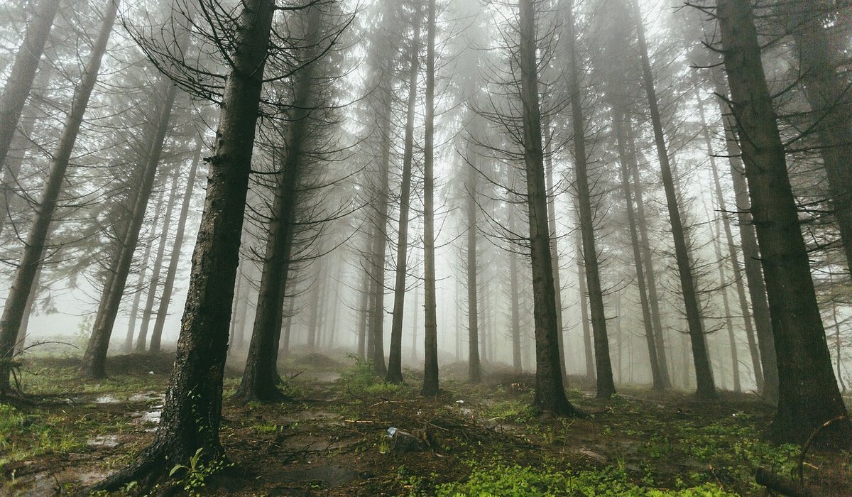Planning a Spring Woodland Walk in the Chilterns