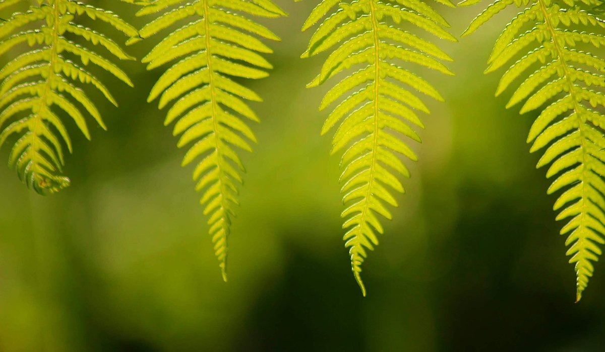 Recognising British Trees by Bark and Leaves